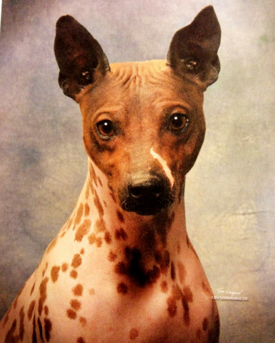   AKC/ UKC Ch. Kidd K's Top Gun ~ 