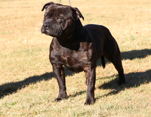  Lilcracka Graceful Spirit ~ 