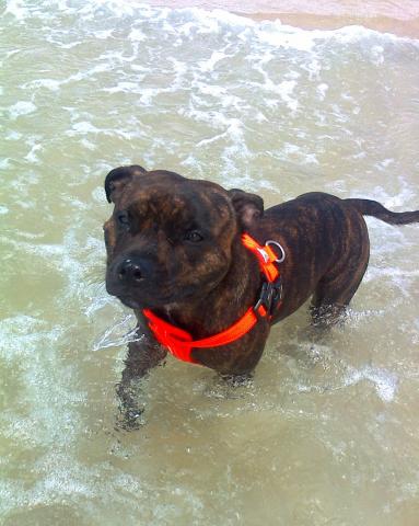  Lilcracka Chilli Hogan aka Alice