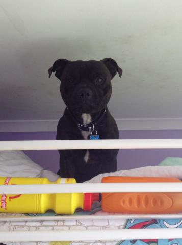  Lilcracka Levi Brindle Jeans aka Levi